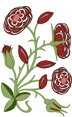 HeaderRose